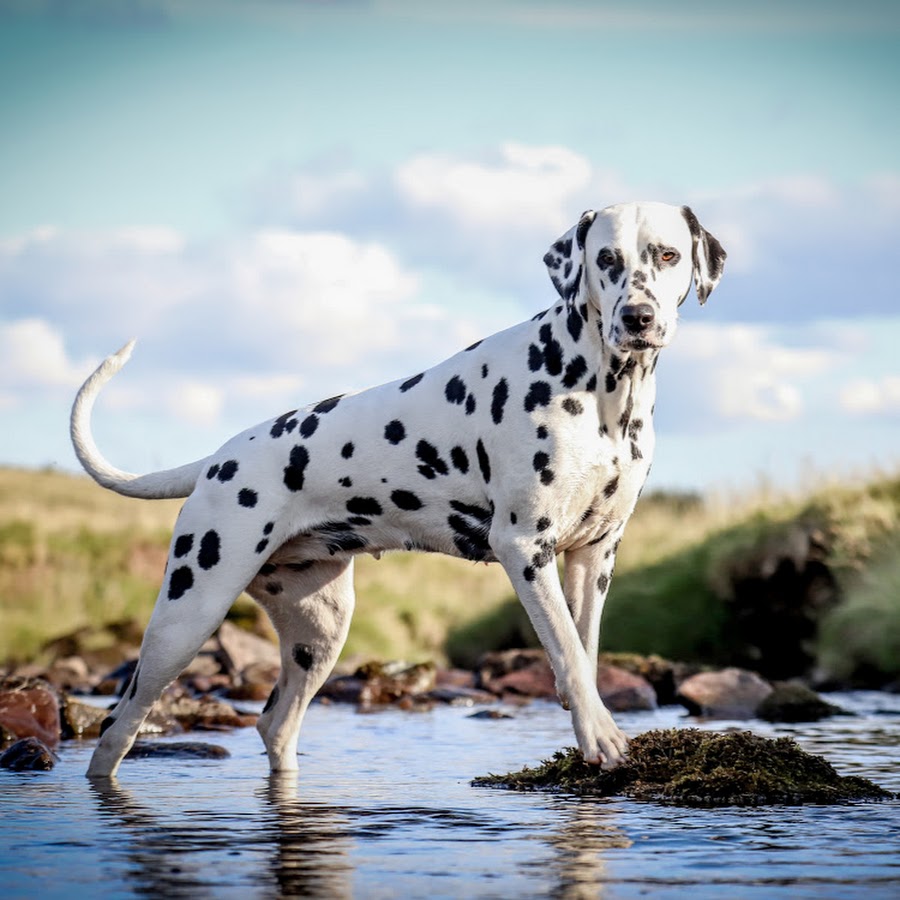 Hafwenna Dalmatians