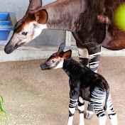 TheOkapi