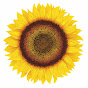 SunflowerHillOrg