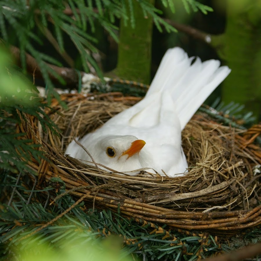 WhiteBlackbird