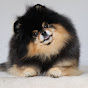 Mocha Pom youtube avatar