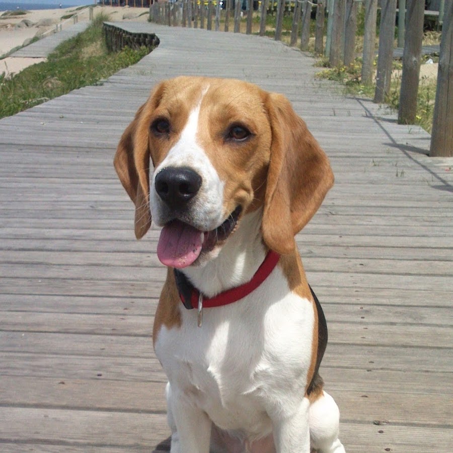 Boris The Beagle