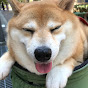 柴犬ここ様 Shiba Inu Kokosama