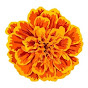 Marigold