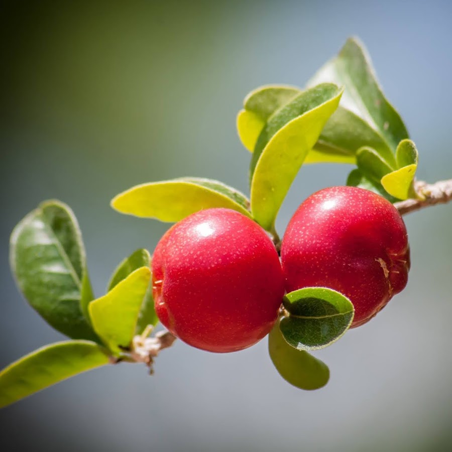 Under the Apple Tree