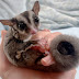 モモンガのてんちょーsugarglider