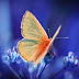 logo Eriane