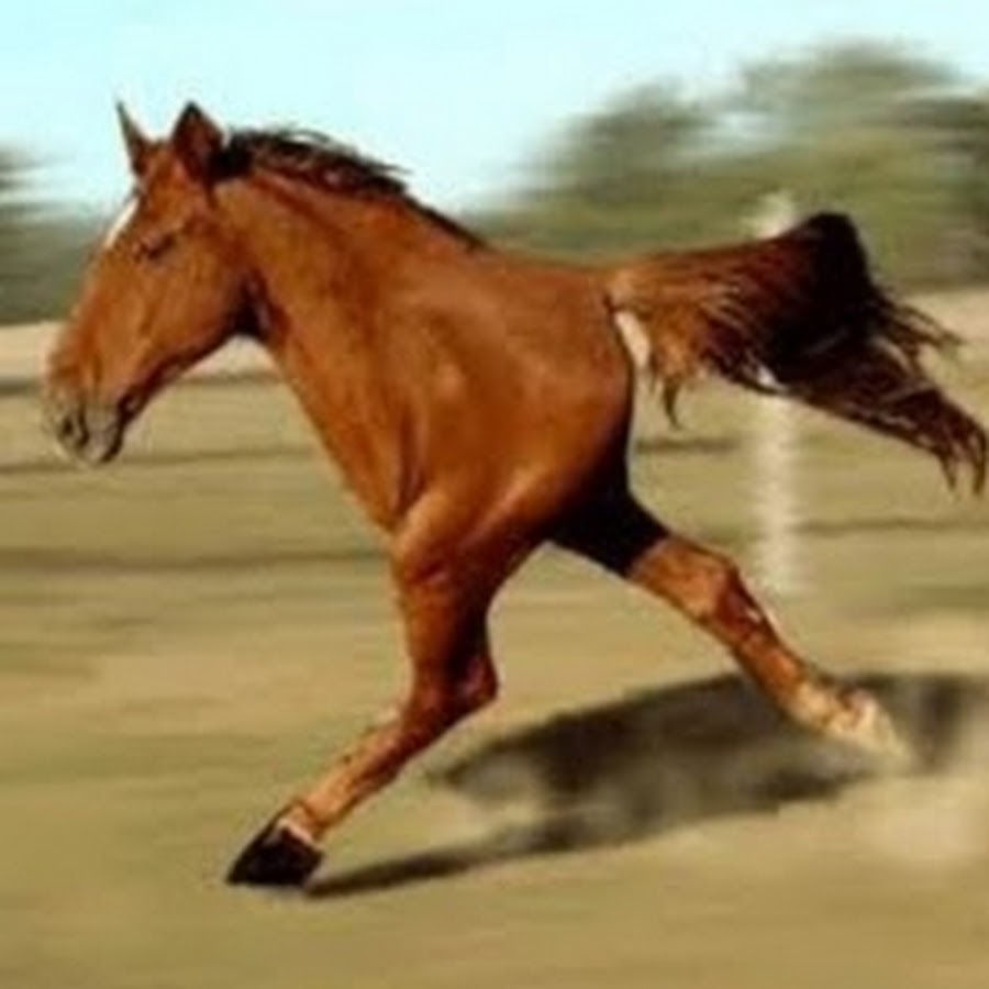 Шар Круг, Моя маленькая лошадка / My little pony