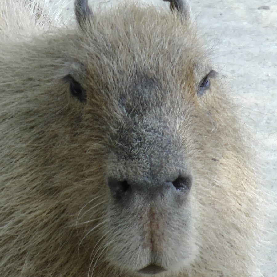 Capybara World @CapybaraWorld