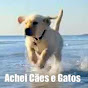 Achei Cães e Gatos