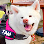 秋田犬TAM