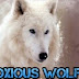 logo Obnoxiouswolf 2