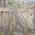 AGRICULTURA REGENERATIVA DEL DESIERTO