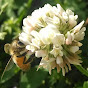 Kamon Reynolds - Tennessee's Bees