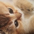 logo CAT STAR