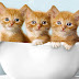 logo Triple Crazycat