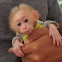 Cute Monkey Maya