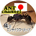 Japanese Ant channel - Ant encyclopedia - 