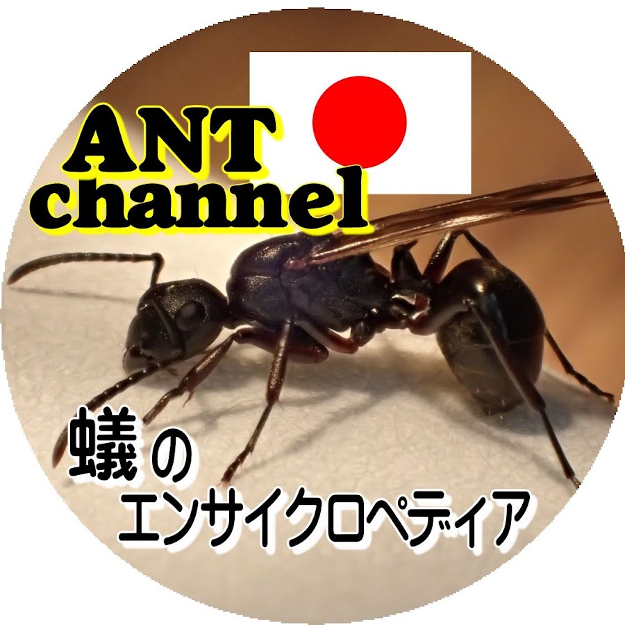 Japanese Ant channel - Ant encyclopedia -  @1980sinkinson