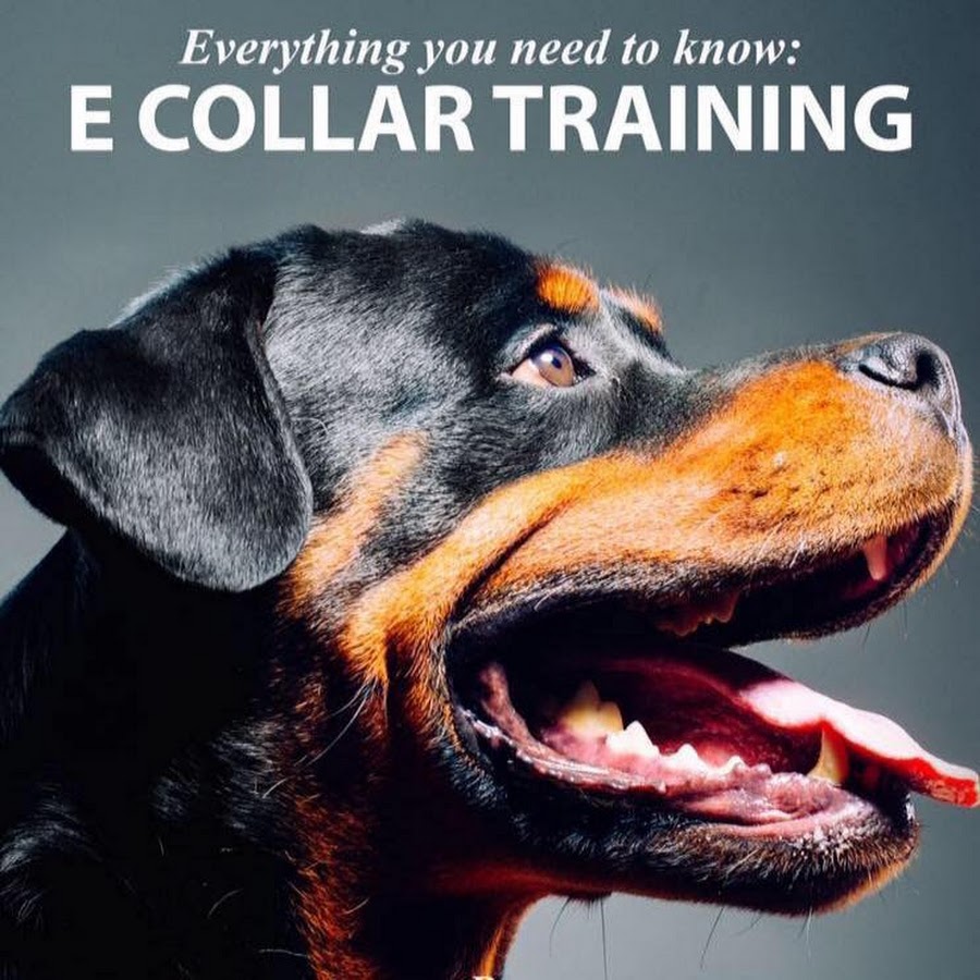 Youtube dog 2025 training collar