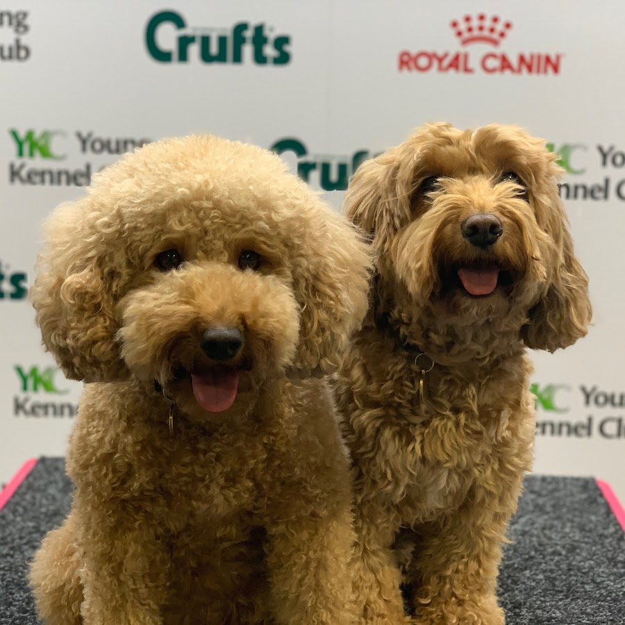 Cockapoo crufts cheap