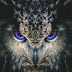logo Chilloweï