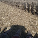 FarmWithJunk