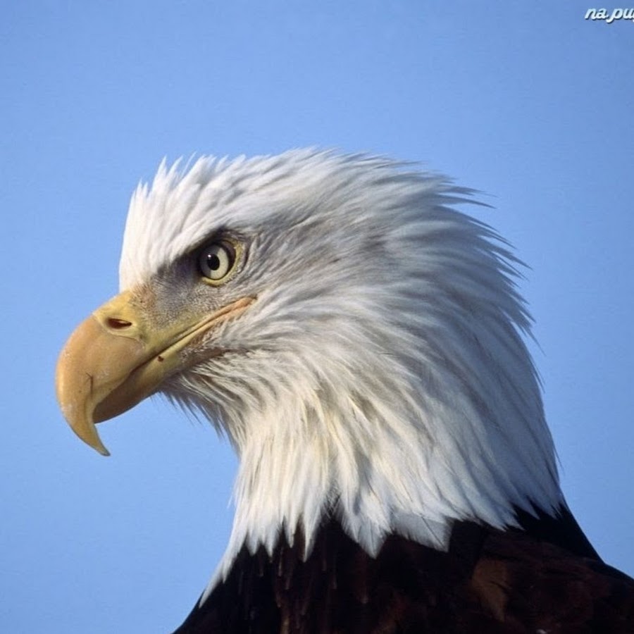 bald eagle profile samsung note5 wallpaper download high definition Bald eagle, 