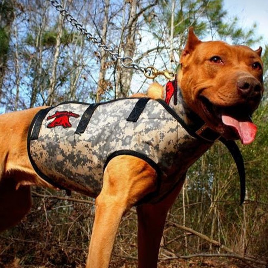 Dog armor for hog hunting shops