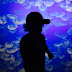logo Liam Carey