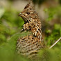 Chris Bosak (Birds of New England)