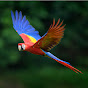 Manotick MACAW