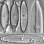 NA Diatoms