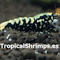 -TropicalShrimps-