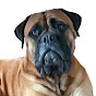 Gretel Bullmastiff