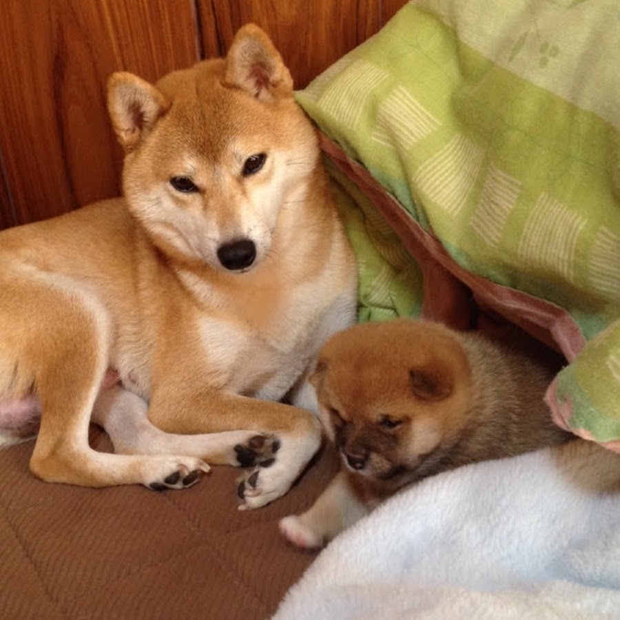 柴犬 一五（いちご）と燐五（りんご） - YouTube