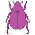 Blueberry Beetle