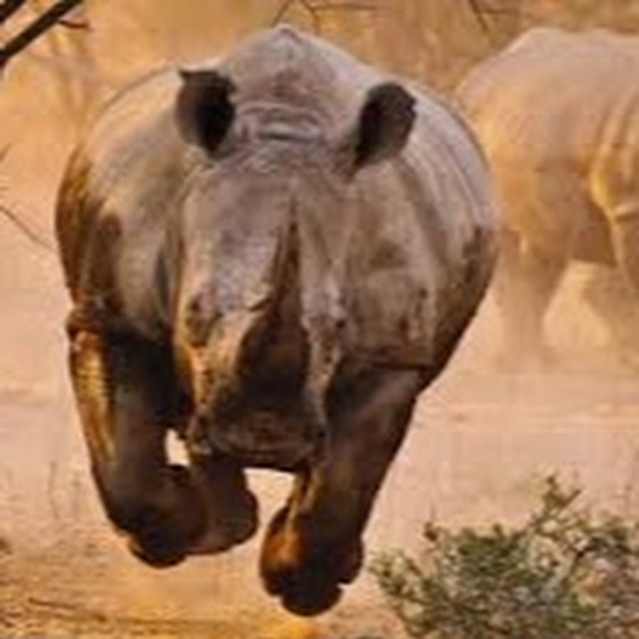 Bantu Rhino