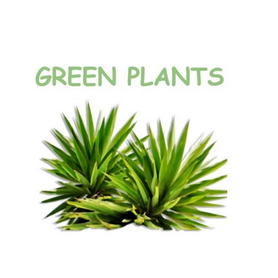 Green plants @GreenPlants5