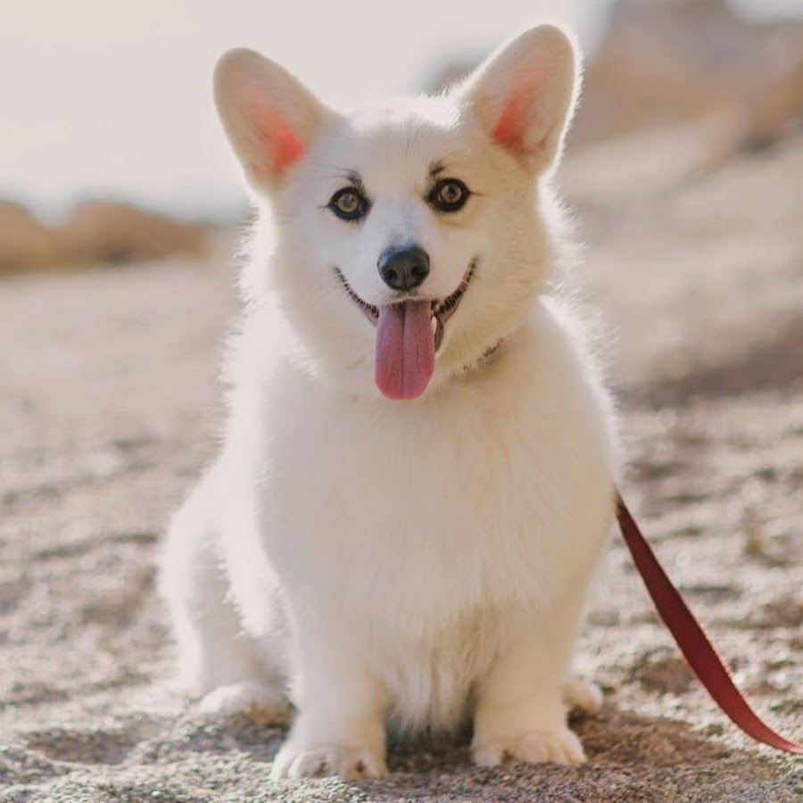 Winston The White Corgi