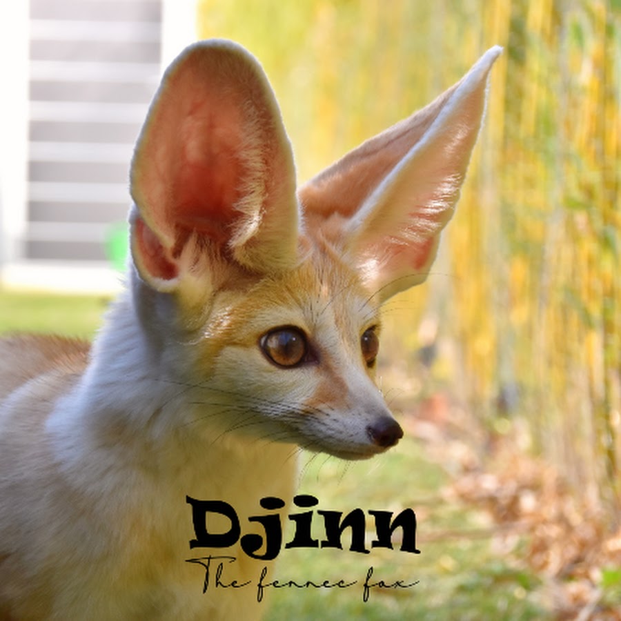 Djinn The Fennec Fox