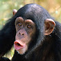 chimp friend
