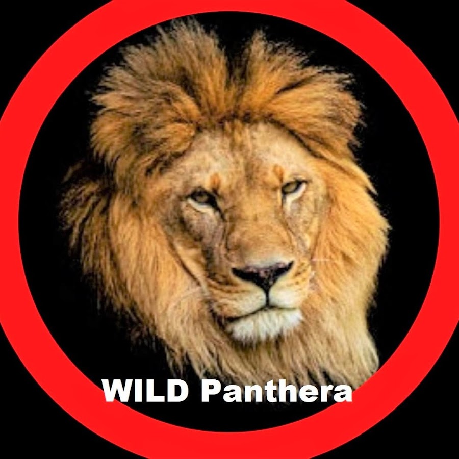 WILD Panthera @WildPanthera