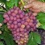 Grapes and a garden at the cottage