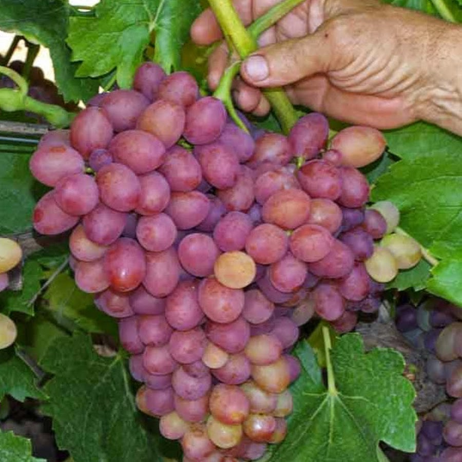 Grapes and a garden at the cottage @user-qd2hq1ns2q