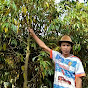 fauzi bibit buah kebonkliwon # Ajar tani#