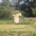 Somerset Barn Owl Live