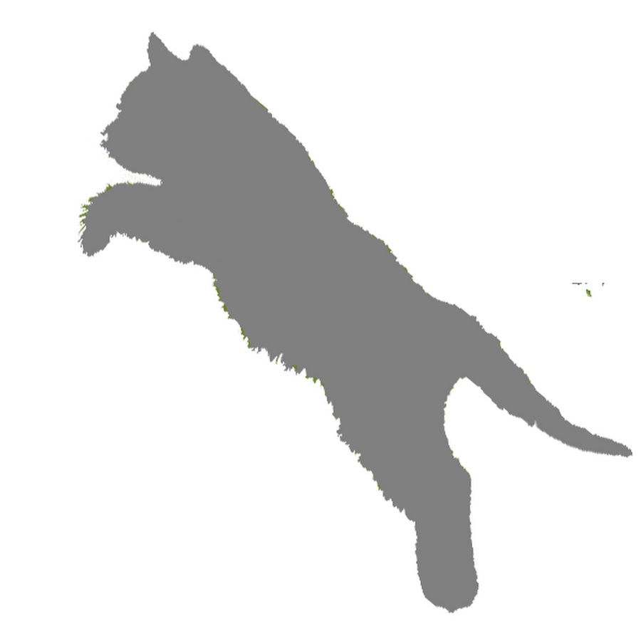 Gray Cat