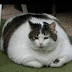 logo Fat Cat