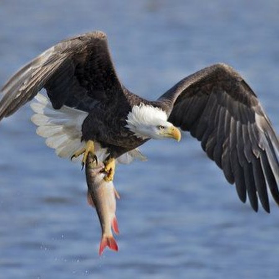 Bald Eagle Fishing Adventures 